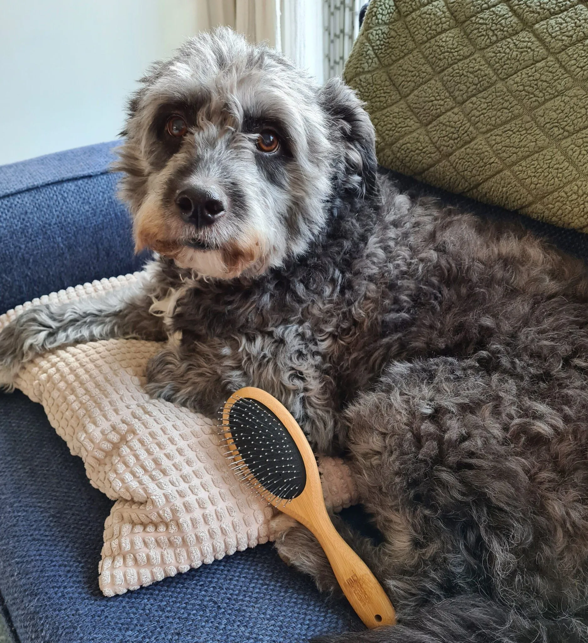 Doggy Brush Detangling Comb