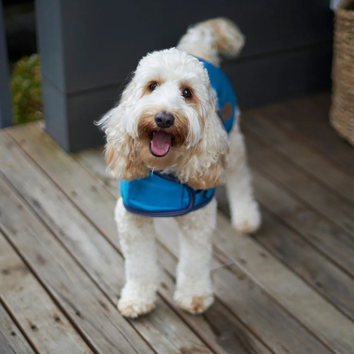 Eco Adventure Dog Coat - Ocean