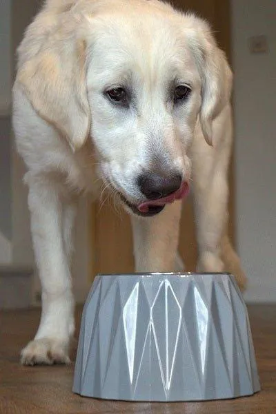 Elevated Diamond Dog Bowl - Black