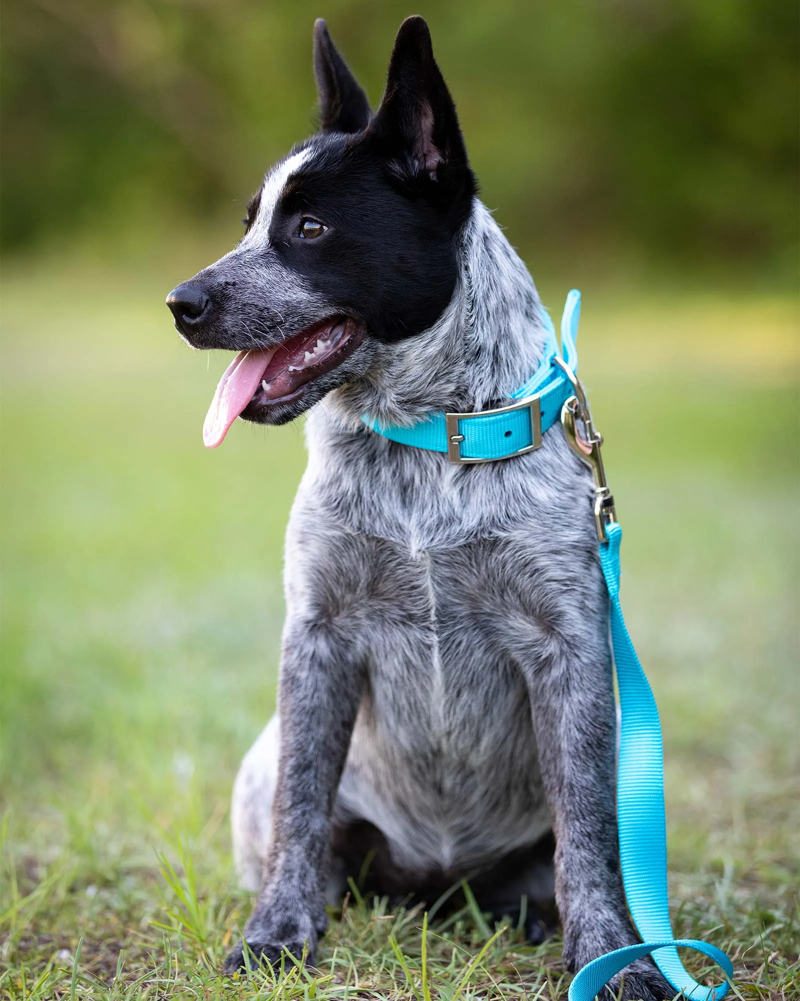 Jeffers Web Nylon Dog Leash, 5/8" x 4' L