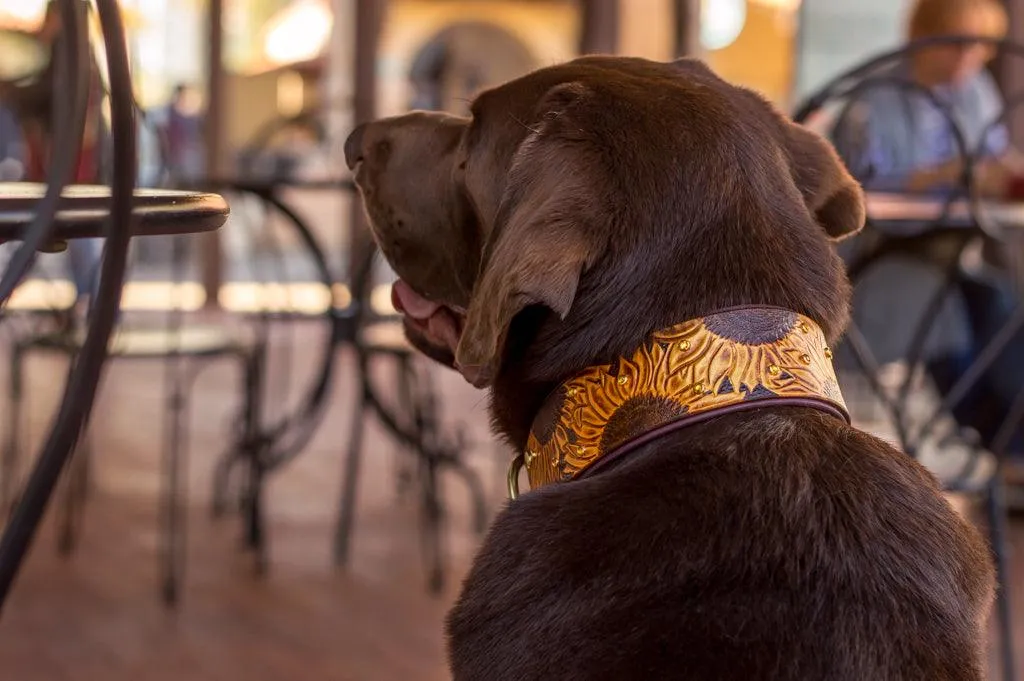 Sunflowers Leather Collar