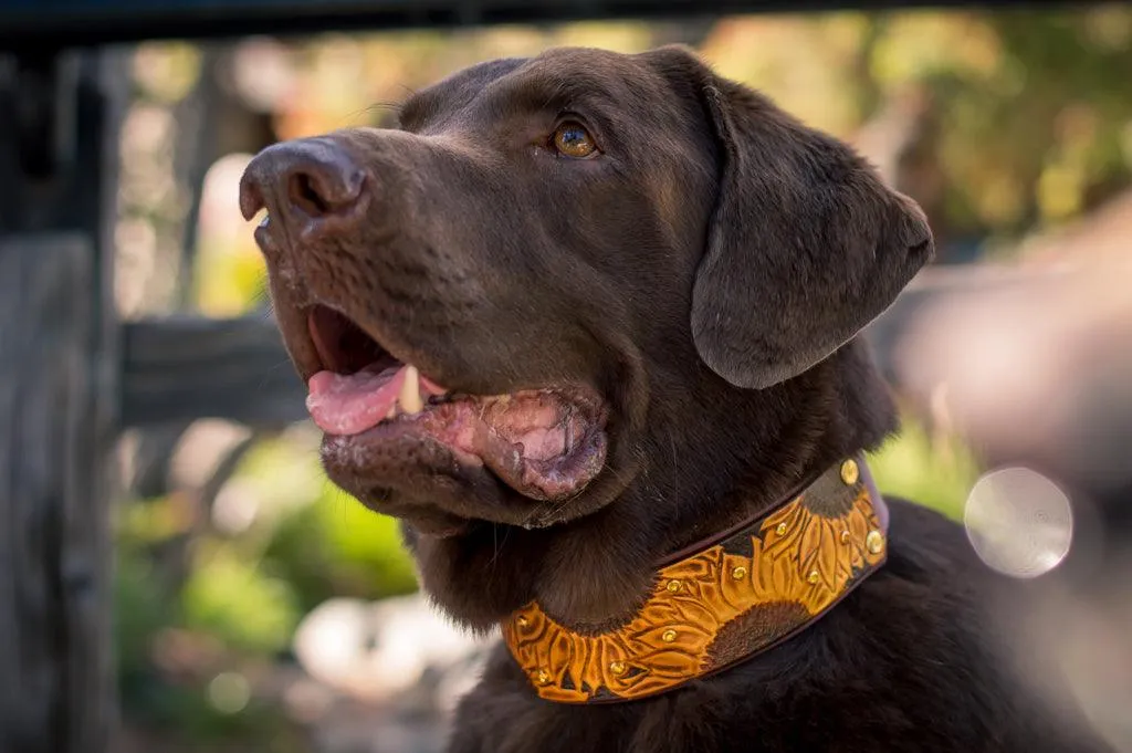 Sunflowers Leather Collar